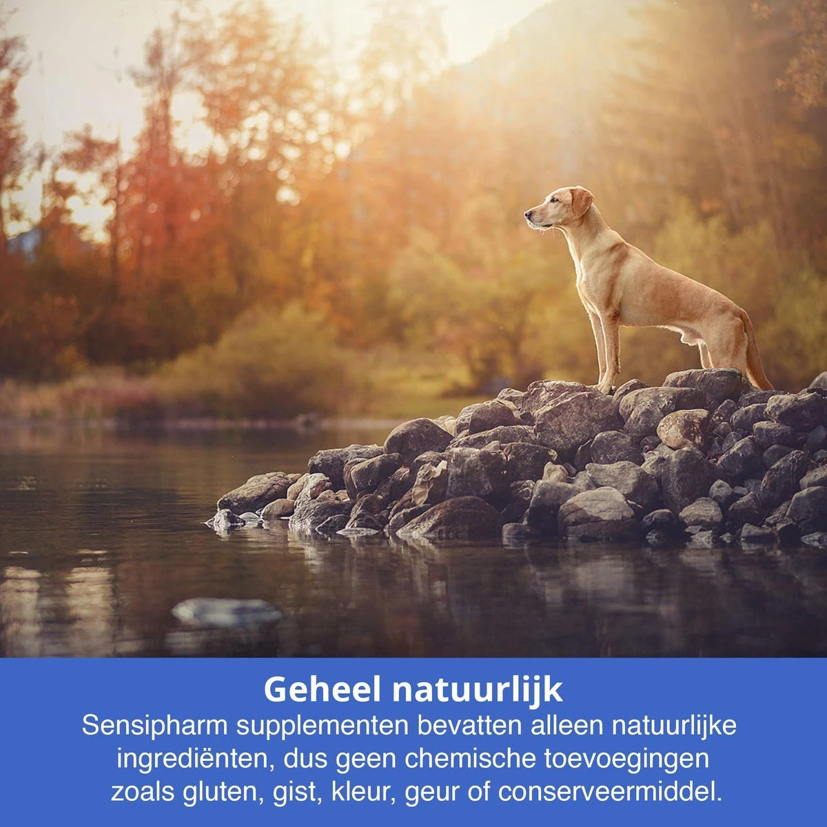 Sensipharm Urologist Aid Hond - Bij Blaasontsteking, Blaasgruis, Struviet, Oxalaat & Nierstenen - Voedingssupplement - 90 Tabletten à 1000 Mg 7 Sensipharm Urologist Aid Hond - Bij Blaasontsteking, Blaasgruis, Struviet, Oxalaat & Nierstenen - Voedingssupplement - 90 Tabletten à 1000 Mg - Image 5