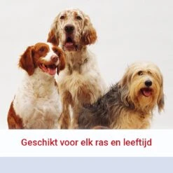 Pharmox Hond & Kat Glucosamine 1000 Ml - Belangrijke Bouwsteen Voor Honden En Katten - Geschikt Voor Ieder Type Hond Of Kat -Huisdierbenodigdheden Korting 1200x1200 1623