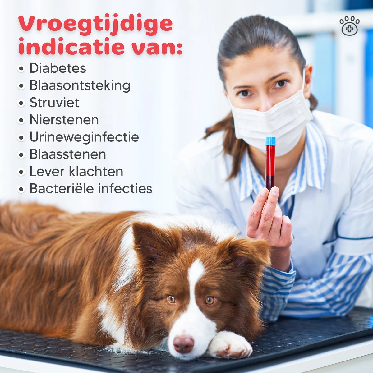 Thuistest Voor Honden - 2 Stuks - Urinetest - Diagnose Van Infecties - Diabetes - Blaasontsteking - Struviet - Nierstenen - Urineweginfectie - Blaasstenen 5 Thuistest Voor Honden - 2 Stuks - Urinetest - Diagnose Van Infecties - Diabetes - Blaasontsteking - Struviet - Nierstenen - Urineweginfectie - Blaasstenen - Image 3