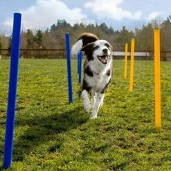 Agility Voor De Hond - 16 Delig - Agility Set - Hondentunnel - Horde - Slalom Palen - Honden Training Set - Honden Behendigheidsset - Agility Toestellen 20 Agility Voor De Hond - 16 Delig - Agility Set - Hondentunnel - Horde - Slalom Palen - Honden Training Set - Honden Behendigheidsset - Agility Toestellen -Huisdierbenodigdheden Korting 1200x1200 1691