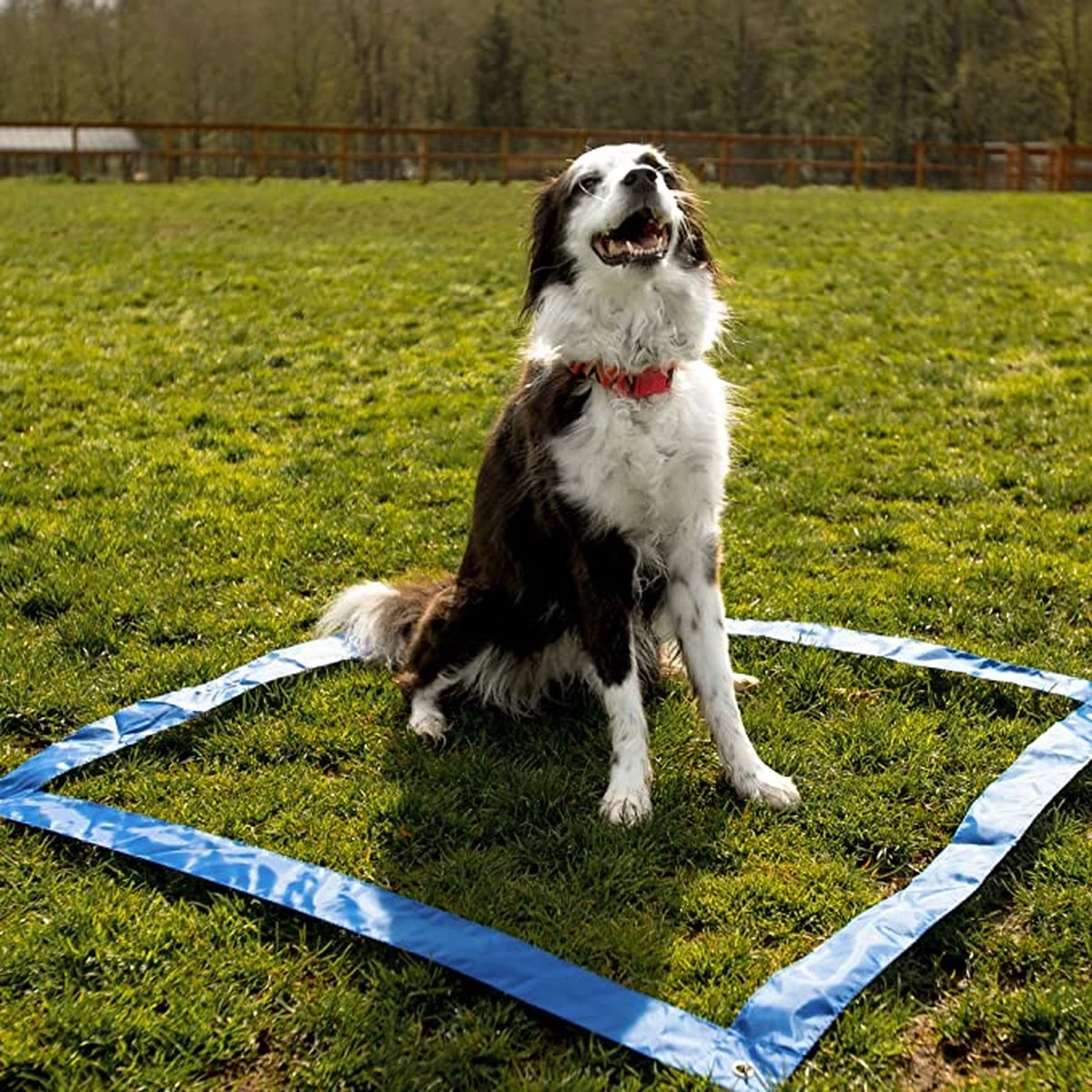 Agility Voor De Hond - 16 Delig - Agility Set - Hondentunnel - Horde - Slalom Palen - Honden Training Set - Honden Behendigheidsset - Agility Toestellen 14 Agility Voor De Hond - 16 Delig - Agility Set - Hondentunnel - Horde - Slalom Palen - Honden Training Set - Honden Behendigheidsset - Agility Toestellen - Image 12
