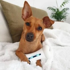 Cheerble Wickedbone|Automatisch Hondenspeeltje|Interactief En Intelligent Speelgoed Voor Honden|App & Bluetooth Bestuurbaar|USB Oplaadbaar -Huisdierbenodigdheden Korting 1200x1200 1792