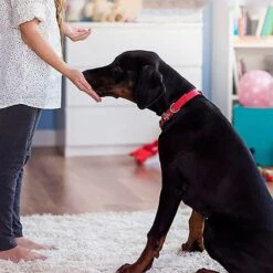 Merkloos Dog Buttons Praatknop Voor Honden - Met Opname Functie - Met Stickers - Intelligentie Speelgoed - 4 Stuks -Huisdierbenodigdheden Korting 1200x1200 1798