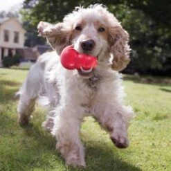 Kong Kauwbot - Hondenspeelgoed - Rood - L 26 Kong Kauwbot - Hondenspeelgoed - Rood - L -Huisdierbenodigdheden Korting 1200x1200 1814