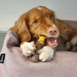 Nylabone Extreme Kauwbot Textuur Met Rund- En Kaassmaak -Huisdierbenodigdheden Korting 1200x1200 1817