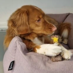 Nylabone Extreme Kauwbot Textuur Met Rund- En Kaassmaak -Huisdierbenodigdheden Korting 1200x1200 1818