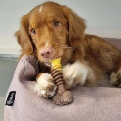 Nylabone Extreme Kauwbot Textuur Met Rund- En Kaassmaak -Huisdierbenodigdheden Korting 1200x1200 1819