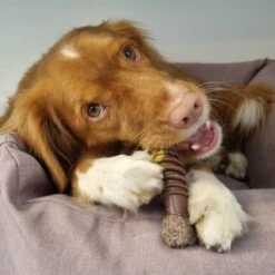 Nylabone Extreme Kauwbot Textuur Met Rund- En Kaassmaak -Huisdierbenodigdheden Korting 1200x1200 1820