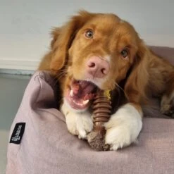 Nylabone Extreme Kauwbot Textuur Met Rund- En Kaassmaak -Huisdierbenodigdheden Korting 1200x1200 1821