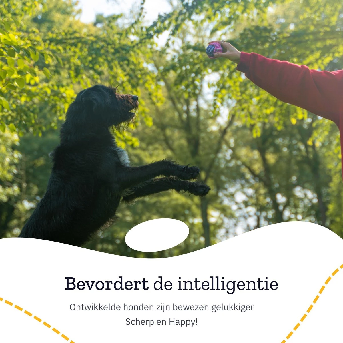 All 4 Pets Supply® Honden Speelgoed Set Geschikt Voor Puppy's T/m Middelgrote Honden - 12 Stuks - Hondenspeeltjes - Intelligentie - Touw - Flostouw - Bijtring - Bal 4 All 4 Pets Supply® Honden Speelgoed Set Geschikt Voor Puppy's T/m Middelgrote Honden - 12 Stuks - Hondenspeeltjes - Intelligentie - Touw - Flostouw - Bijtring - Bal - Image 2