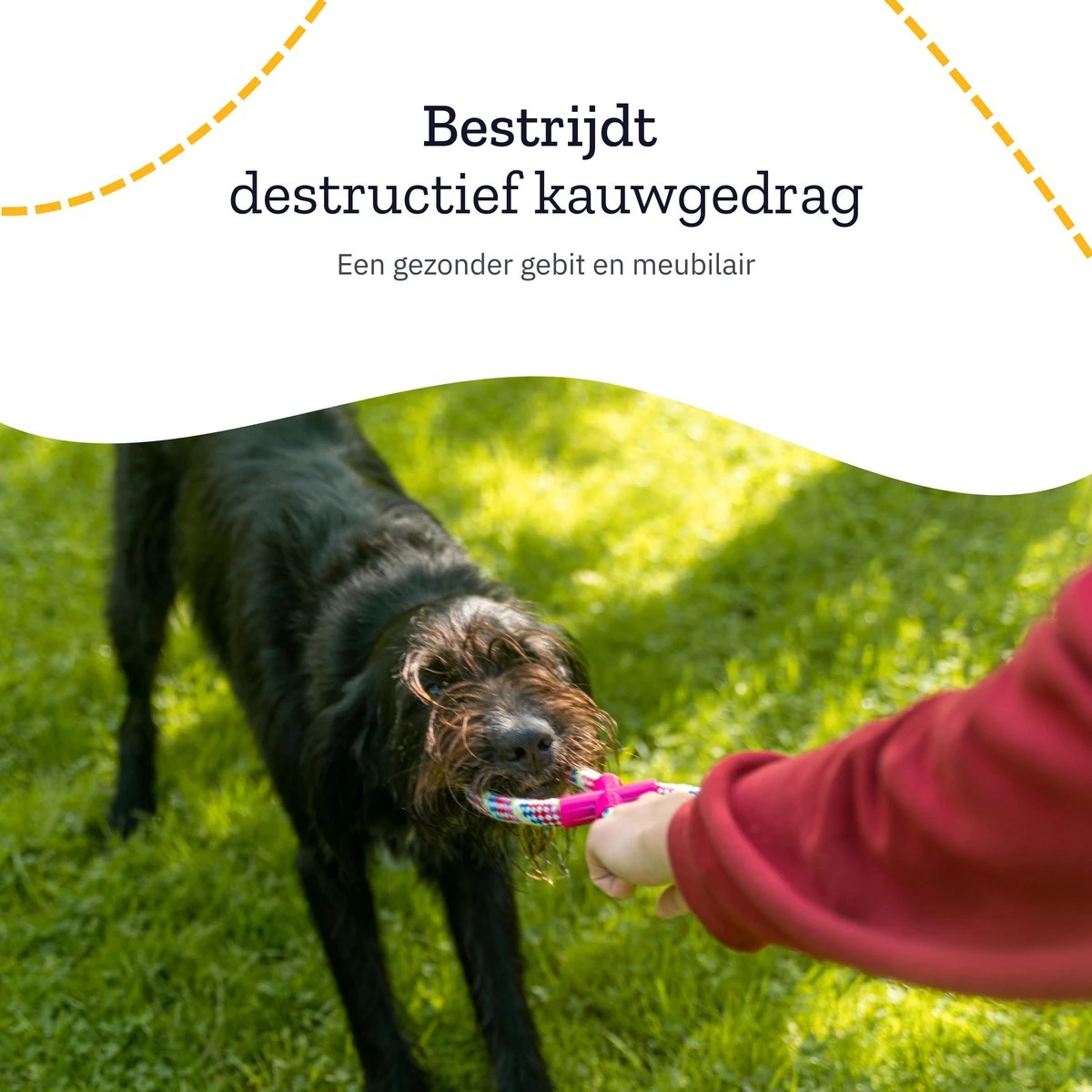 All 4 Pets Supply® Honden Speelgoed Set Geschikt Voor Puppy's T/m Middelgrote Honden - 12 Stuks - Hondenspeeltjes - Intelligentie - Touw - Flostouw - Bijtring - Bal 8 All 4 Pets Supply® Honden Speelgoed Set Geschikt Voor Puppy's T/m Middelgrote Honden - 12 Stuks - Hondenspeeltjes - Intelligentie - Touw - Flostouw - Bijtring - Bal - Image 6