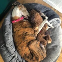 Merkloos Hondenknuffel - Puppyknuffel Met Hartslag - Knuffel Met Hartslag - Antistress Hond - Hondenspeelgoed -Huisdierbenodigdheden Korting 1200x1200 1862