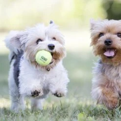 Kong Air Squacker Tennisbal - Hondenspeelgoed - Geel - M - Ø7,1 Cm -Huisdierbenodigdheden Korting 1200x1200 1891