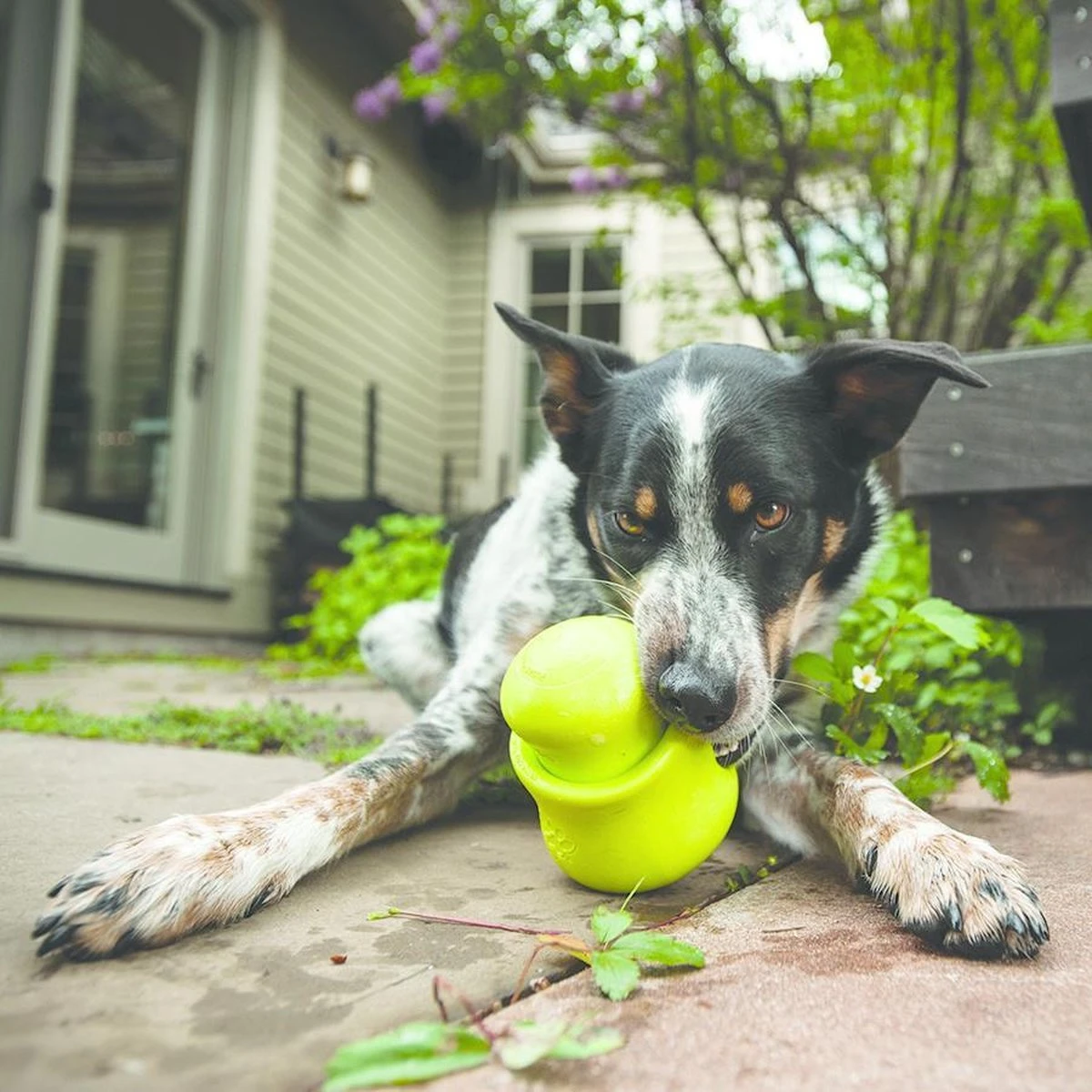 West Paw Toppl Zogoflex - Uitdagend En Sterk Speelgoed Voor Honden - Slowfeeder - Vulbaar Met Voer Of Snacks - Kleur: Groen, Maat: Large 5 West Paw Toppl Zogoflex - Uitdagend En Sterk Speelgoed Voor Honden - Slowfeeder - Vulbaar Met Voer Of Snacks - Kleur: Groen, Maat: Large - Image 3
