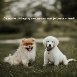 AYOO Agility Voor De Hond - Honden Training - Honden Behendigheid Set - Hondenparcours - Training Huisdieren - Honden Agility Set - Slalom - Horde - Draagzak - Agility Set - Oranje - Wit - GRATIS Speeltouw 19 AYOO Agility Voor De Hond - Honden Training - Honden Behendigheid Set - Hondenparcours - Training Huisdieren - Honden Agility Set - Slalom - Horde - Draagzak - Agility Set - Oranje - Wit - GRATIS Speeltouw -Huisdierbenodigdheden Korting 1200x1200 1941