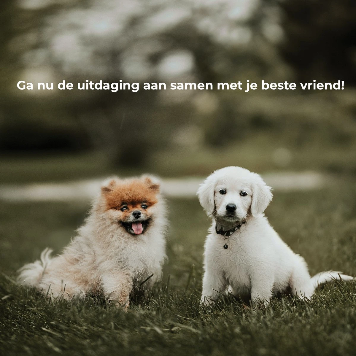 AYOO Agility Voor De Hond - Honden Training - Honden Behendigheid Set - Hondenparcours - Training Huisdieren - Honden Agility Set - Slalom - Horde - Draagzak - Agility Set - Oranje - Wit - GRATIS Speeltouw 11 AYOO Agility Voor De Hond - Honden Training - Honden Behendigheid Set - Hondenparcours - Training Huisdieren - Honden Agility Set - Slalom - Horde - Draagzak - Agility Set - Oranje - Wit - GRATIS Speeltouw - Image 9