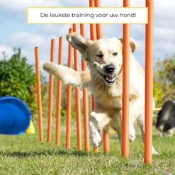 AYOO Agility Voor De Hond - Honden Agility Set - Honden Training - Honden Behendigheid Set - Honden Parcours - Training Huisdieren - Tunnel - Slalom - Horde - Draagzak - 21 Delig - GRATIS Speeltouw 11 AYOO Agility Voor De Hond - Honden Agility Set - Honden Training - Honden Behendigheid Set - Honden Parcours - Training Huisdieren - Tunnel - Slalom - Horde - Draagzak - 21 Delig - GRATIS Speeltouw -Huisdierbenodigdheden Korting 1200x1200 1944