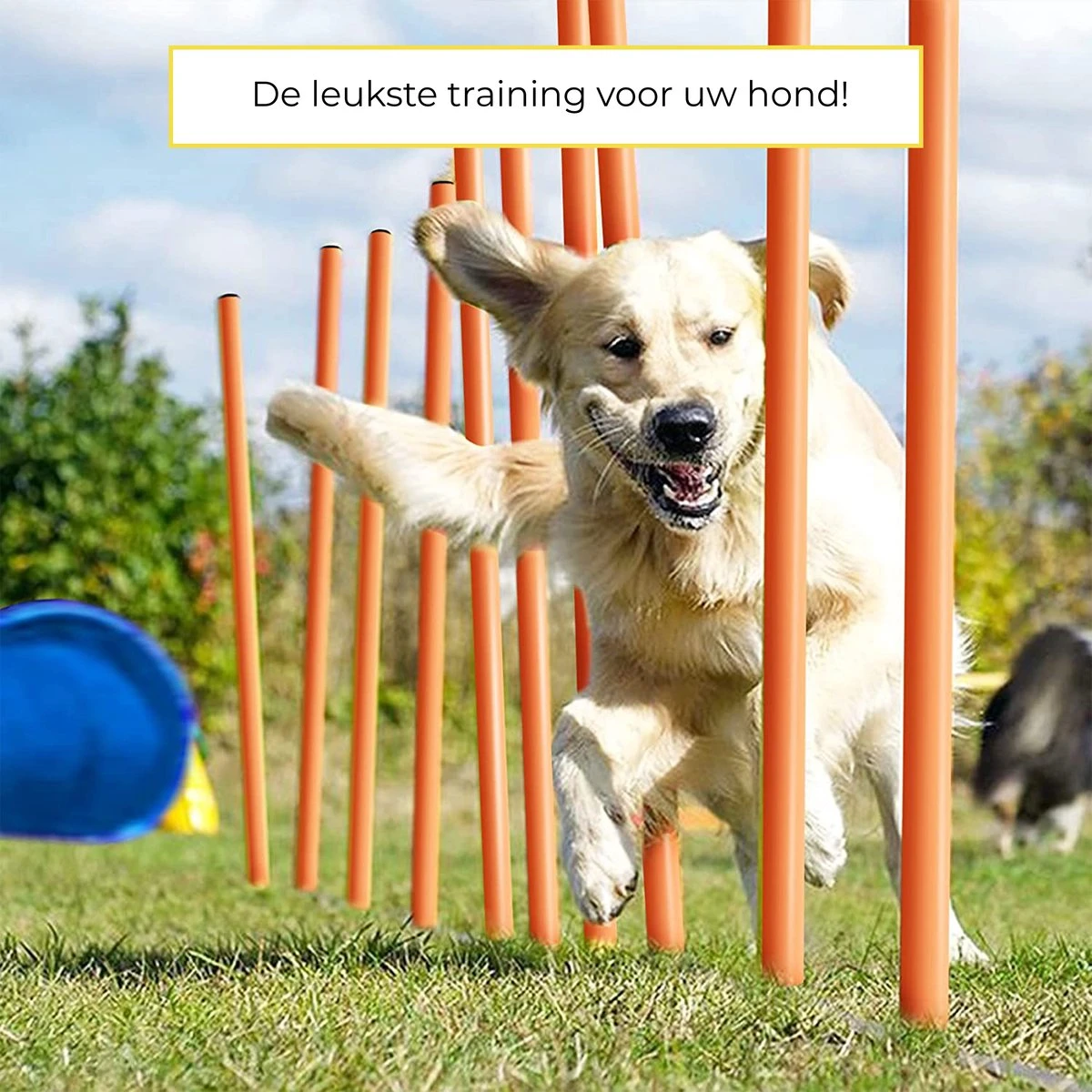 AYOO Agility Voor De Hond - Honden Agility Set - Honden Training - Honden Behendigheid Set - Honden Parcours - Training Huisdieren - Tunnel - Slalom - Horde - Draagzak - 21 Delig - GRATIS Speeltouw 5 AYOO Agility Voor De Hond - Honden Agility Set - Honden Training - Honden Behendigheid Set - Honden Parcours - Training Huisdieren - Tunnel - Slalom - Horde - Draagzak - 21 Delig - GRATIS Speeltouw - Image 3