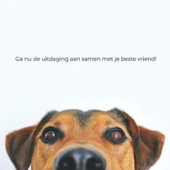 AYOO Agility Voor De Hond - Honden Agility Set - Honden Training - Honden Behendigheid Set - Honden Parcours - Training Huisdieren - Tunnel - Slalom - Horde - Draagzak - 21 Delig - GRATIS Speeltouw 15 AYOO Agility Voor De Hond - Honden Agility Set - Honden Training - Honden Behendigheid Set - Honden Parcours - Training Huisdieren - Tunnel - Slalom - Horde - Draagzak - 21 Delig - GRATIS Speeltouw -Huisdierbenodigdheden Korting 1200x1200 1948