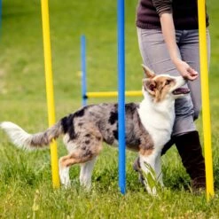 Agility Voor De Hond - Agility Set- Hondentunnel 300 Cm- Slalom Set - Horde - Startveld - Honden Behendigheidsset - 16 Delig - Tunnel - Slalom - Horde - Agility Set Voor De Hond - Agility Set 24 Agility Voor De Hond - Agility Set- Hondentunnel 300 Cm- Slalom Set - Horde - Startveld - Honden Behendigheidsset - 16 Delig - Tunnel - Slalom - Horde - Agility Set Voor De Hond - Agility Set -Huisdierbenodigdheden Korting 1200x1200 1960