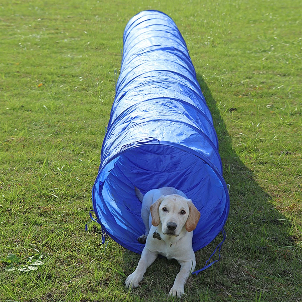 Agility Voor De Hond - Agility Set- Hondentunnel 300 Cm- Slalom Set - Horde - Startveld - Honden Behendigheidsset - 16 Delig - Tunnel - Slalom - Horde - Agility Set Voor De Hond - Agility Set 13 Agility Voor De Hond - Agility Set- Hondentunnel 300 Cm- Slalom Set - Horde - Startveld - Honden Behendigheidsset - 16 Delig - Tunnel - Slalom - Horde - Agility Set Voor De Hond - Agility Set - Image 11