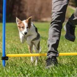 Agility Voor De Hond - Agility Set- Hondentunnel 300 Cm- Slalom Set - Horde - Startveld - Honden Behendigheidsset - 16 Delig - Tunnel - Slalom - Horde - Agility Set Voor De Hond - Agility Set 26 Agility Voor De Hond - Agility Set- Hondentunnel 300 Cm- Slalom Set - Horde - Startveld - Honden Behendigheidsset - 16 Delig - Tunnel - Slalom - Horde - Agility Set Voor De Hond - Agility Set -Huisdierbenodigdheden Korting 1200x1200 1962