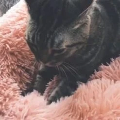 Snoozle Donut Hondenmand - Zacht En Luxe Hondenkussen - Wasbaar - Fluffy - Hondenmanden - 60cm - Lichtgrijs -Huisdierbenodigdheden Korting 1200x1200 2080