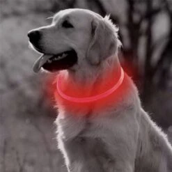 Merkloos Lichtgevende Honden Halsband Met Licht - LED Halsband USB Oplaadbaar - 50 Cm - Rood 6 Merkloos Lichtgevende Honden Halsband Met Licht - LED Halsband USB Oplaadbaar - 50 Cm - Rood -Huisdierbenodigdheden Korting 1200x1200 2245