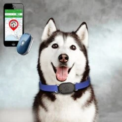 Reptrek® Minitrek GPS Tracker Voor Hond En Kat - Blauw - 4.9 X 3.3 X 1.5 Cm -Huisdierbenodigdheden Korting 1200x1200 2247