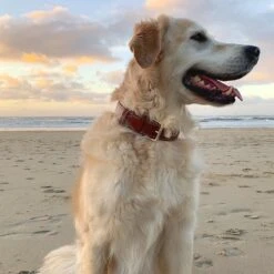 Brute Strength - Luxe Leren Halsband Hond - Bruin - L - (46 - 53 Cm) X 3,5cm -Huisdierbenodigdheden Korting 1200x1200 2249