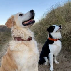 Brute Strength - Luxe Leren Halsband Hond - Bruin - L - (46 - 53 Cm) X 3,5cm -Huisdierbenodigdheden Korting 1200x1200 2250