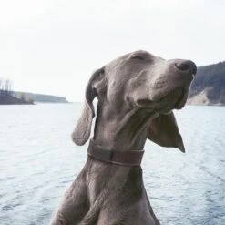 Invoxia - Huisdier GPS Tracker - Zonder Simkaart - Tot 1 Maand Batterijduur - Track & Trace Volgsysteem - Zwart -Huisdierbenodigdheden Korting 1200x1200 2254