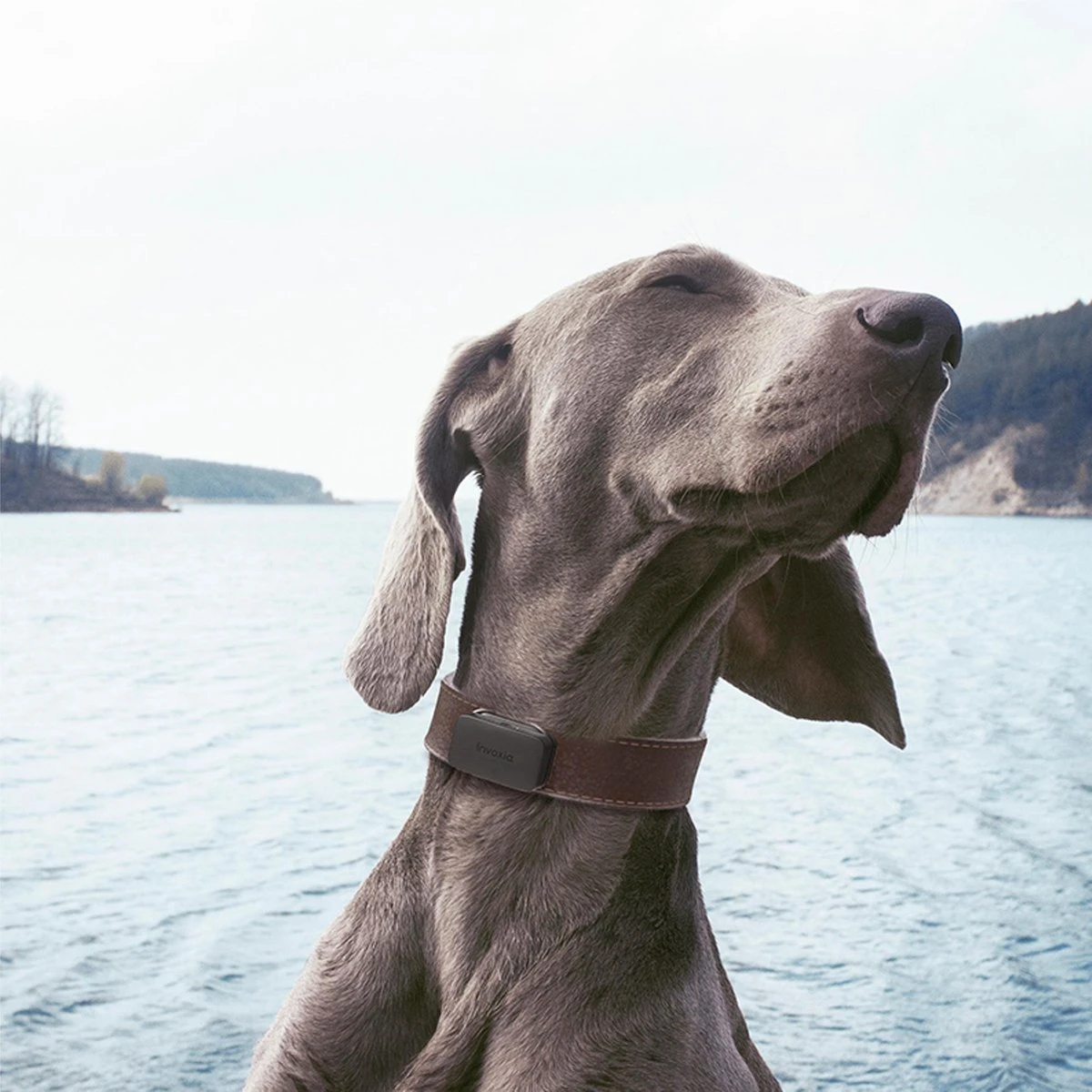 Invoxia - Huisdier GPS/Activity Tracker - Zonder Simkaart - Tot 1 Maand Batterijduur - Hond - Kat - Poes - Track & Trace Volgsysteem 9 Invoxia - Huisdier GPS/Activity Tracker - Zonder Simkaart - Tot 1 Maand Batterijduur - Hond - Kat - Poes - Track & Trace Volgsysteem - Image 7