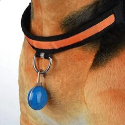 Professor Q - Verlichting Hond - Led Lampje Honden - Lampje Hondenhalsband - Honden Lampje Halsband - Hondenlampje - Blauw -Huisdierbenodigdheden Korting 1200x1200 2287