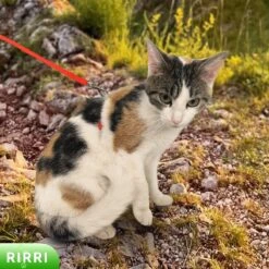 Rirri Kattenharnas Met Looplijn - Kattentuigje Met Looplijn Hoogwaardige Kwaliteit - Rood -Huisdierbenodigdheden Korting 1200x1200 2367