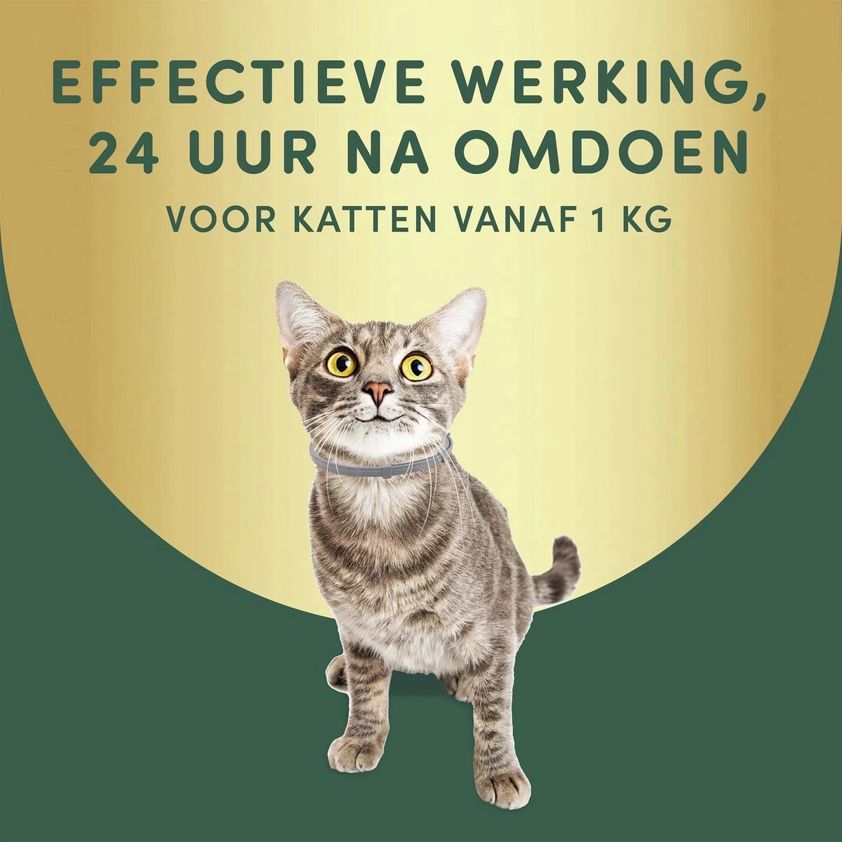 3 Stuks Vlooienband Kat Tekenband - 100% Natuurlijk Veilig En Waterbestendig 4 3 Stuks Vlooienband Kat Tekenband - 100% Natuurlijk Veilig En Waterbestendig - Image 2