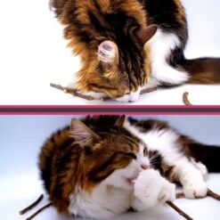 Make Me Purr Matatabi Sticks (10 Stuks) - Silver Vine Kattenkruid Stokjes - Catnip Effect Kauwstokjes - Kattensnack Kattensnoepjes - Kattenspeelgoed Kattenspeeltjes -Huisdierbenodigdheden Korting 1200x1200 2499