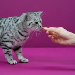 Whiskas Temptations Kattensnacks - Kip En Kaas - 8 X 60 Gr 11 Whiskas Temptations Kattensnacks - Kip En Kaas - 8 X 60 Gr -Huisdierbenodigdheden Korting 1200x1200 2522