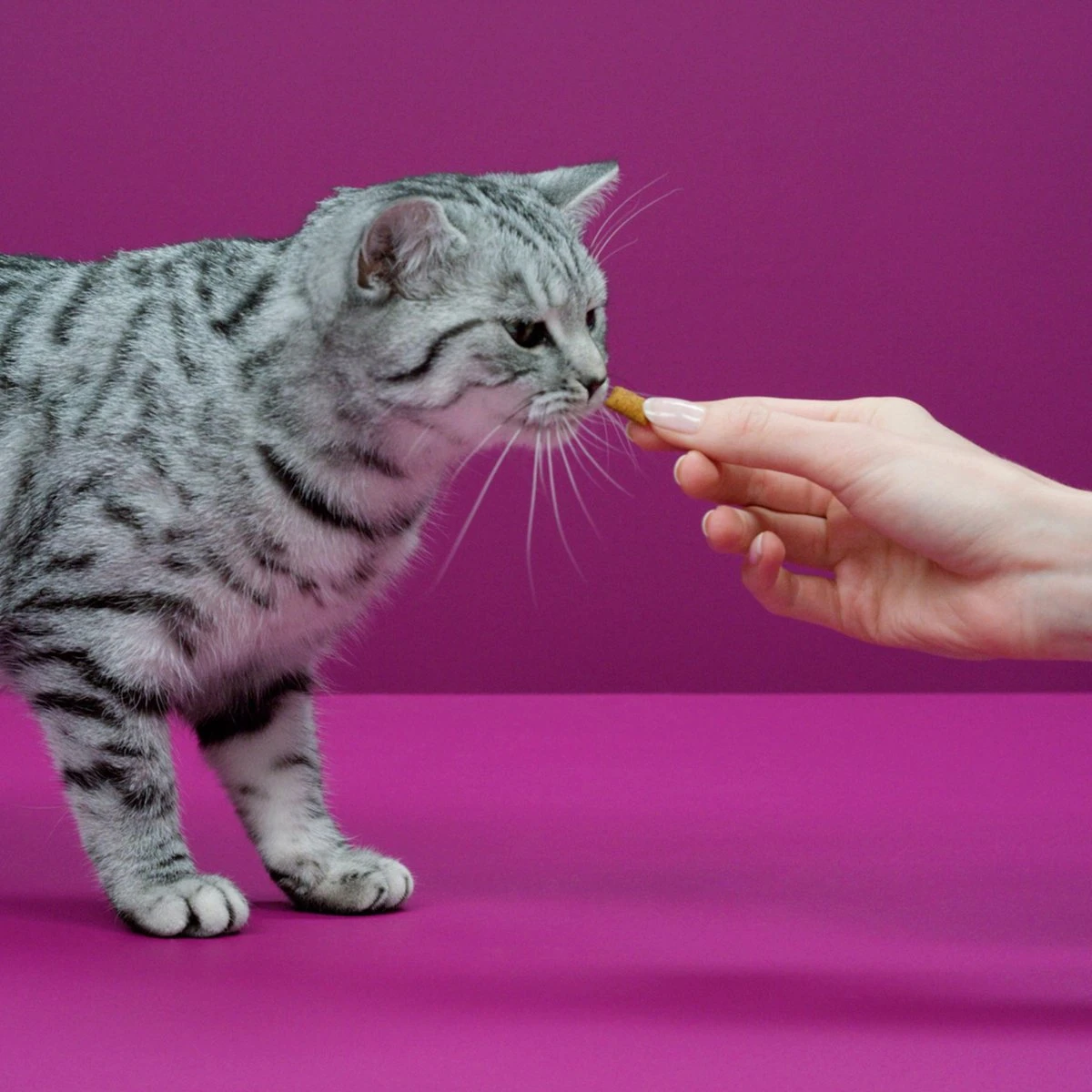 Whiskas Temptations Kattensnacks - Kip En Kaas - 8 X 60 Gr 6 Whiskas Temptations Kattensnacks - Kip En Kaas - 8 X 60 Gr - Image 4