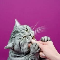 Whiskas Sticks Kattensnack - Kip - 14 X 6 Stuks 7 Whiskas Sticks Kattensnack - Kip - 14 X 6 Stuks -Huisdierbenodigdheden Korting 1200x1200 2523