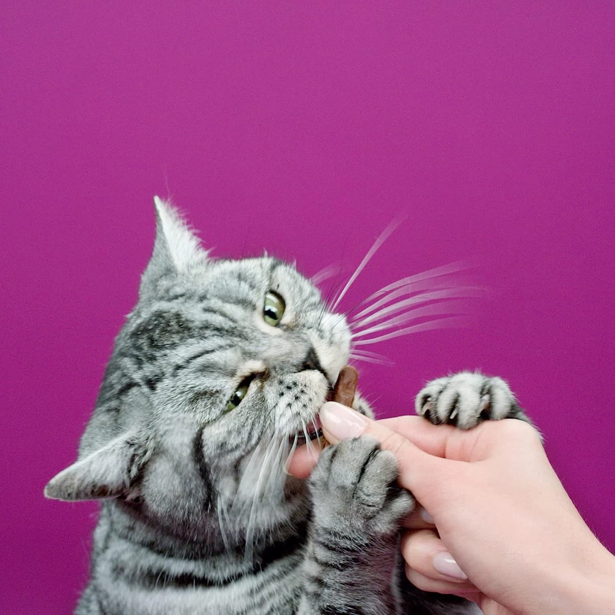 Whiskas Sticks Kattensnack - Kip - 14 X 6 Stuks 5 Whiskas Sticks Kattensnack - Kip - 14 X 6 Stuks - Image 3