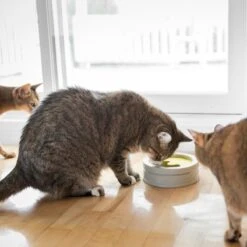 BeOneBreed Intellikatt - Slowfeeder Voor Katten - Voerpuzzel Aanbevolen Door Dierenartsen En Kattengedragsdeskundigen 17 BeOneBreed Intellikatt - Slowfeeder Voor Katten - Voerpuzzel Aanbevolen Door Dierenartsen En Kattengedragsdeskundigen -Huisdierbenodigdheden Korting 1200x1200 2600