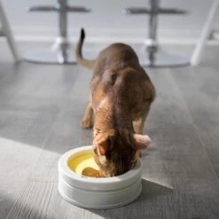 BeOneBreed Intellikatt - Slowfeeder Voor Katten - Voerpuzzel Aanbevolen Door Dierenartsen En Kattengedragsdeskundigen 19 BeOneBreed Intellikatt - Slowfeeder Voor Katten - Voerpuzzel Aanbevolen Door Dierenartsen En Kattengedragsdeskundigen -Huisdierbenodigdheden Korting 1200x1200 2601