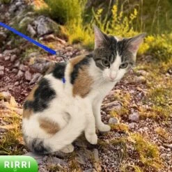 Rirri Kattenharnas Met Looplijn - Kattentuigje Met Looplijn Hoogwaardige Kwaliteit - Blauw -Huisdierbenodigdheden Korting 1200x1200 3158