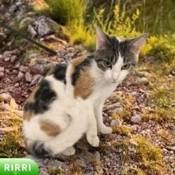 Rirri Kattenharnas Met Looplijn - Kattentuigje Met Looplijn Hoogwaardige Kwaliteit - Zwart -Huisdierbenodigdheden Korting 1200x1200 3185