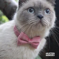 Kattenhalsband Velvet Met Strik | Halsband Kat | Kattenband Velours | Kattenbandje Velvet Met Strik, Veiligheidssluiting En Belletje In Roze -Huisdierbenodigdheden Korting 1200x1200 3221
