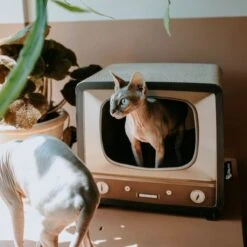 District 70 TELLY - Retro TV Krabmeubel - Instagrammable Kartonnen TV Voor Katten - 39 X 27 X 37 Cm -Huisdierbenodigdheden Korting 1200x1200 3290