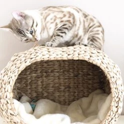 Ebi Radiator Sunrise Kattenmand - Incl. Kussen - Beige - 45 X 30 X 30 Cm -Huisdierbenodigdheden Korting 1200x1200 3355