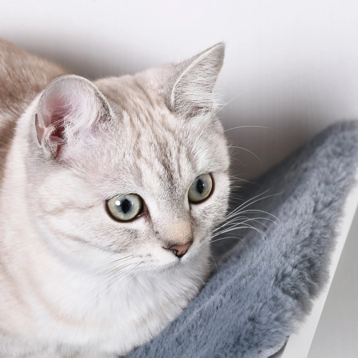 Merkloos Paws And Claws - Cat Shelf – Hangmat Kat – Kattenplank - Kattenbed - Wasbaar – Wandmontage – MDF - Wit 8 Merkloos Paws And Claws - Cat Shelf – Hangmat Kat – Kattenplank - Kattenbed - Wasbaar – Wandmontage – MDF - Wit - Image 6