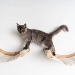 RHRQuality Wandmeubel Wandmontage Klimmuur Kat 53 X 43cm Luxe Hangmat XXL Creme Klim Wand Muur Krabpaal Katten Muurbevestiging -Huisdierbenodigdheden Korting 1200x1200 3378